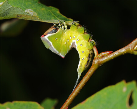 Cerura vinula