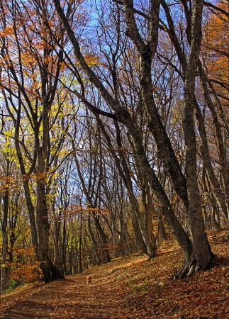 Осенний лес, осенний пёс