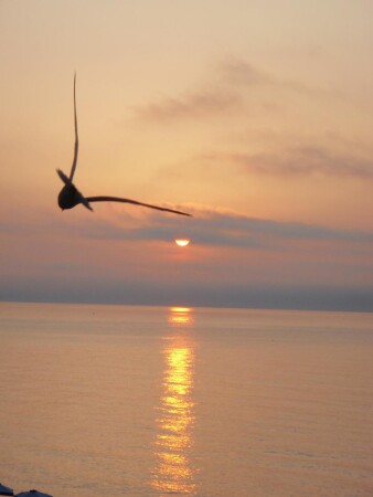 свободный полет