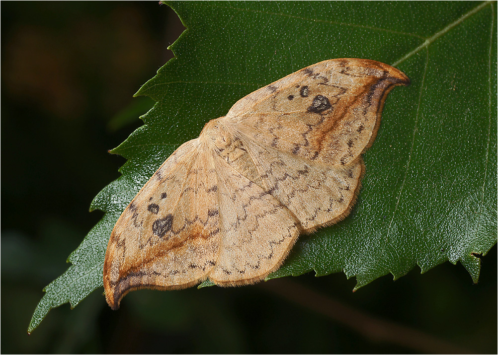 Drepana falcataria