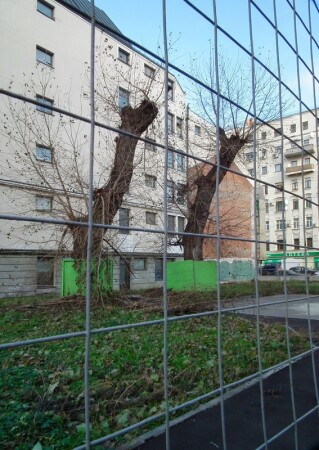 Осторожно! Злые деревья!