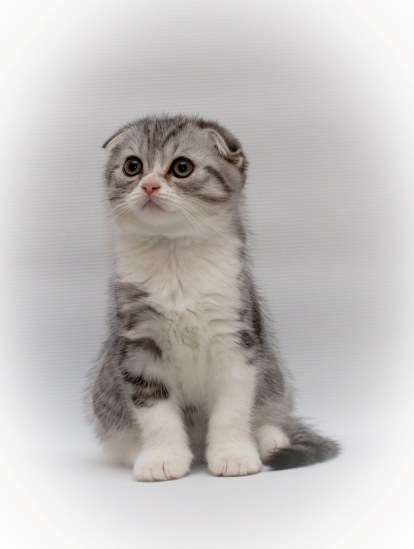 Scottish Fold kitten