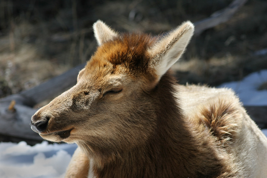 Sunbathing Elk