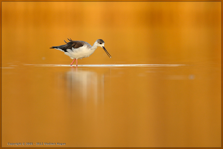 Black-Winged Stilt: в тепле закатного освещения