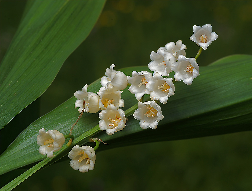 Convallaria majalis - Ландыш майский