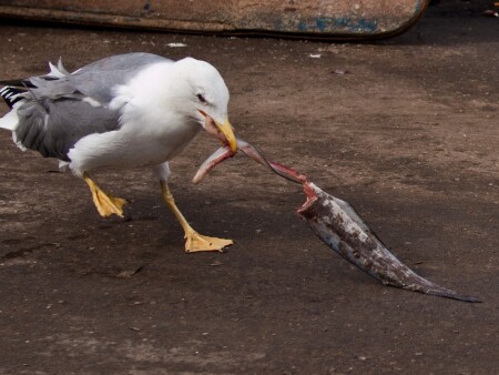 Воровка