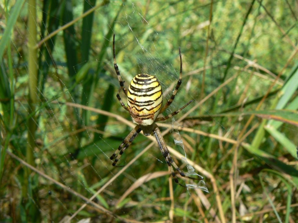 Паук