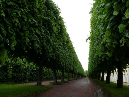 Перспектива