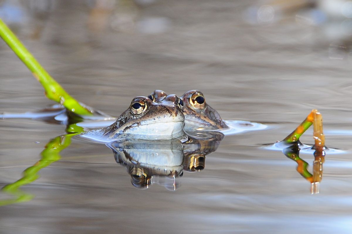 Froggies in love