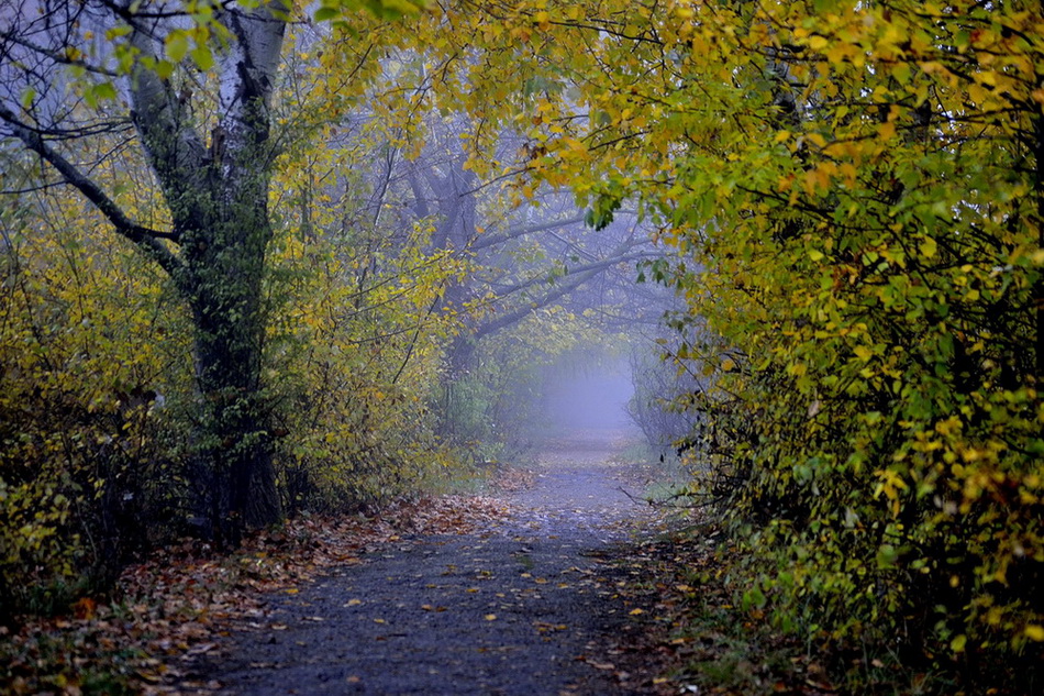 Дорожка в осень