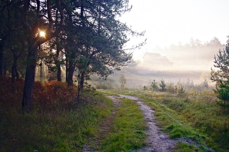 Туманное утро