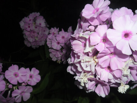 ночные цветы