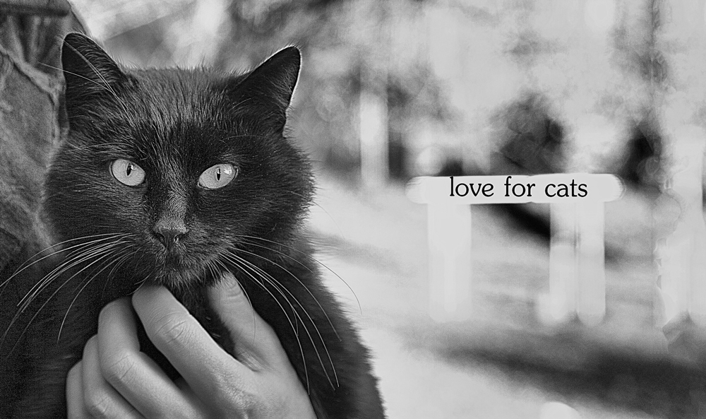 love for cats