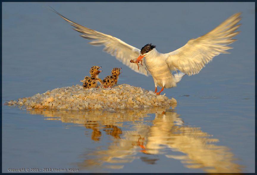 Common Tern: on Breakfast of baby