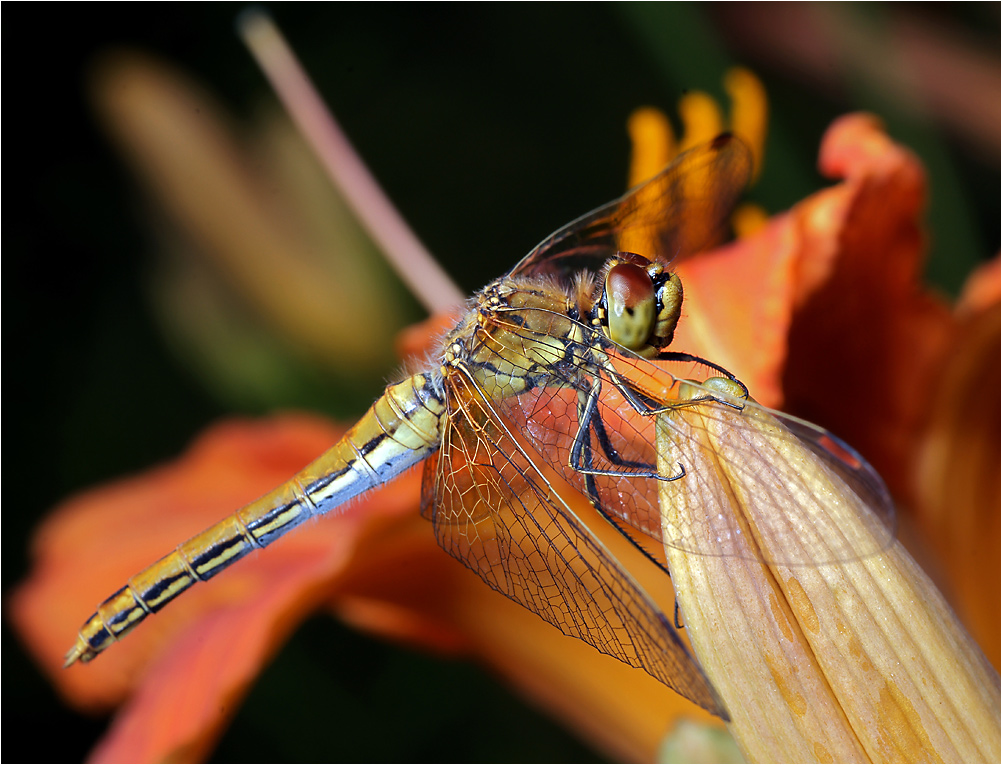 Sympetrum flaveolum