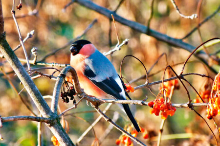 Предвестник зимы