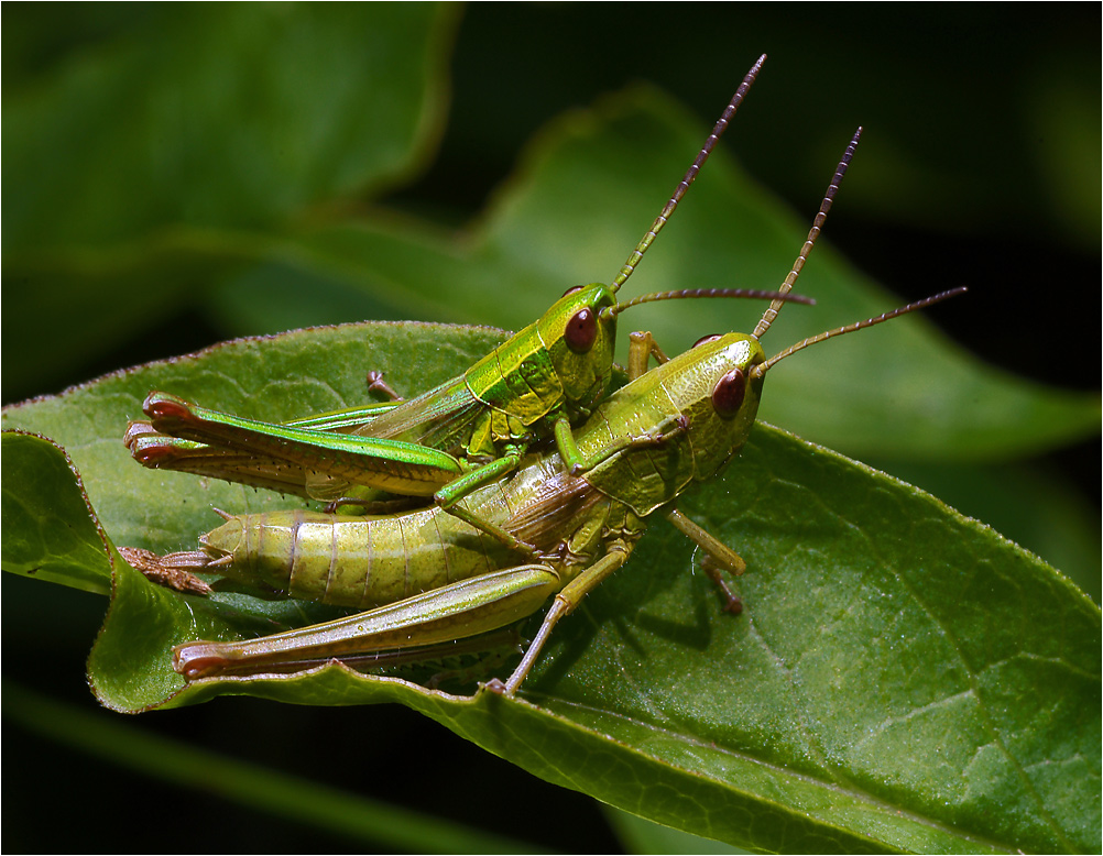 Euthystria brachyotera - Зеленчук короткокрылый.