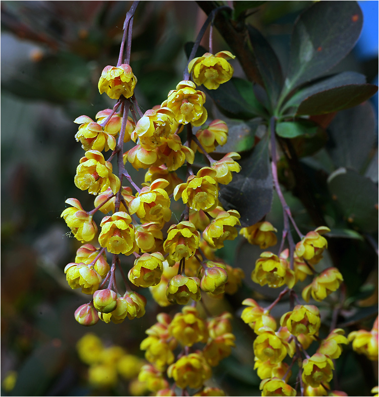 Berberis - Барбарис.