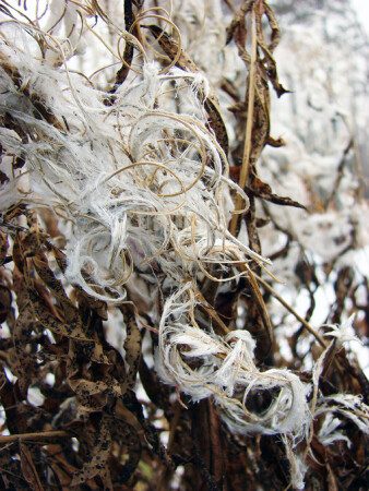 &amp;quot;пушок&amp;quot;