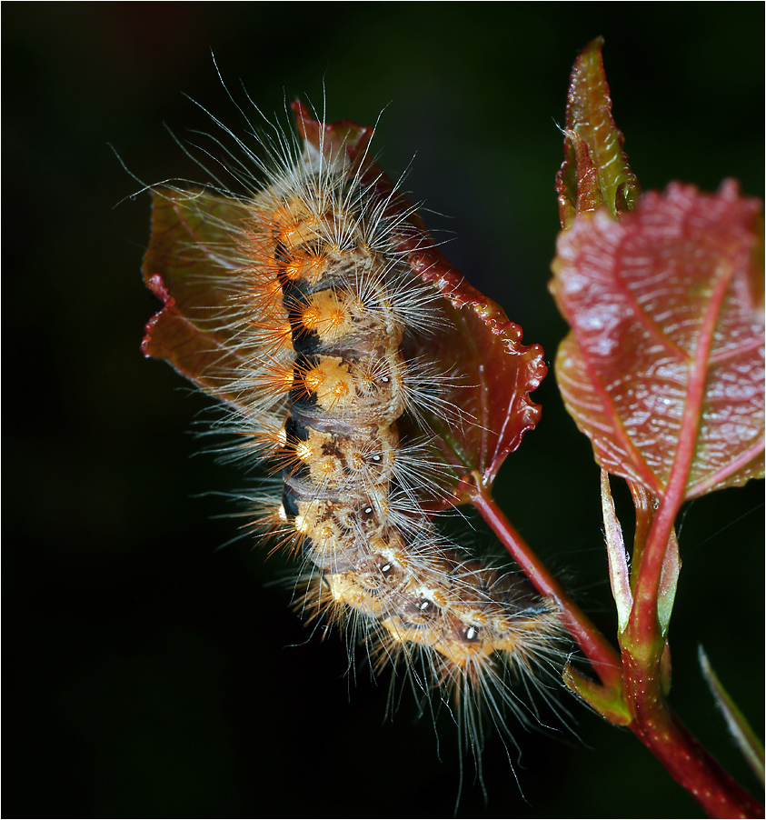 Acronicta auricoma