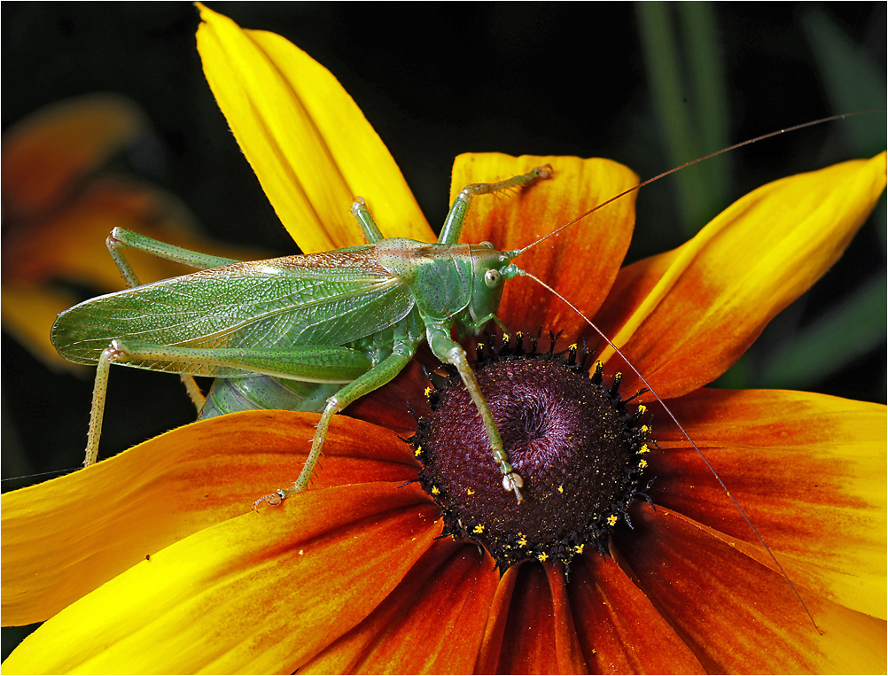 Tettigonia cantans - Певчий кузнечик.