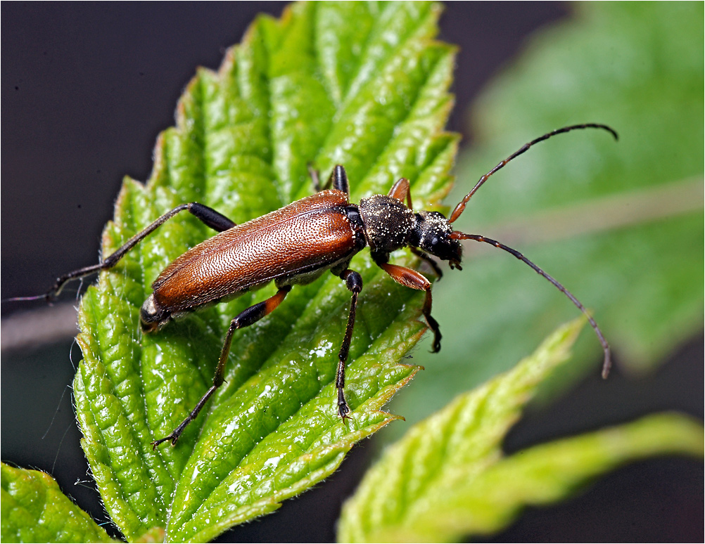 Cortodera femorata