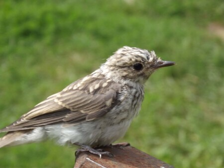 Желторотик 1