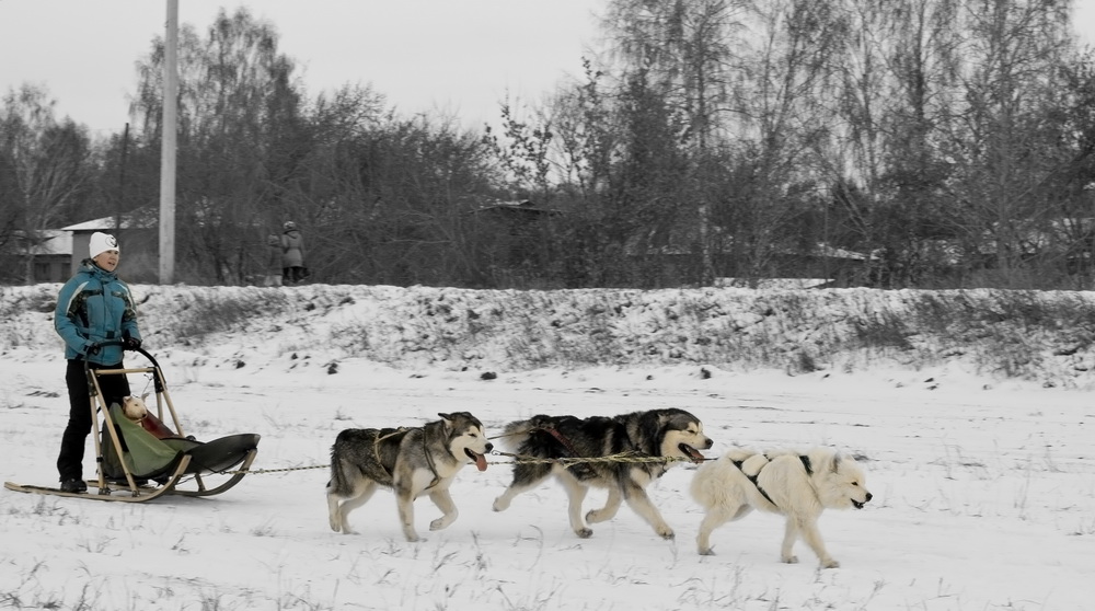 Гужевая повозка.