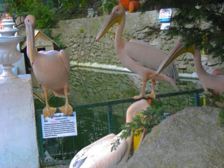 Я просто осветлённый