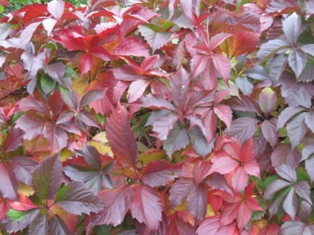 Краски осени