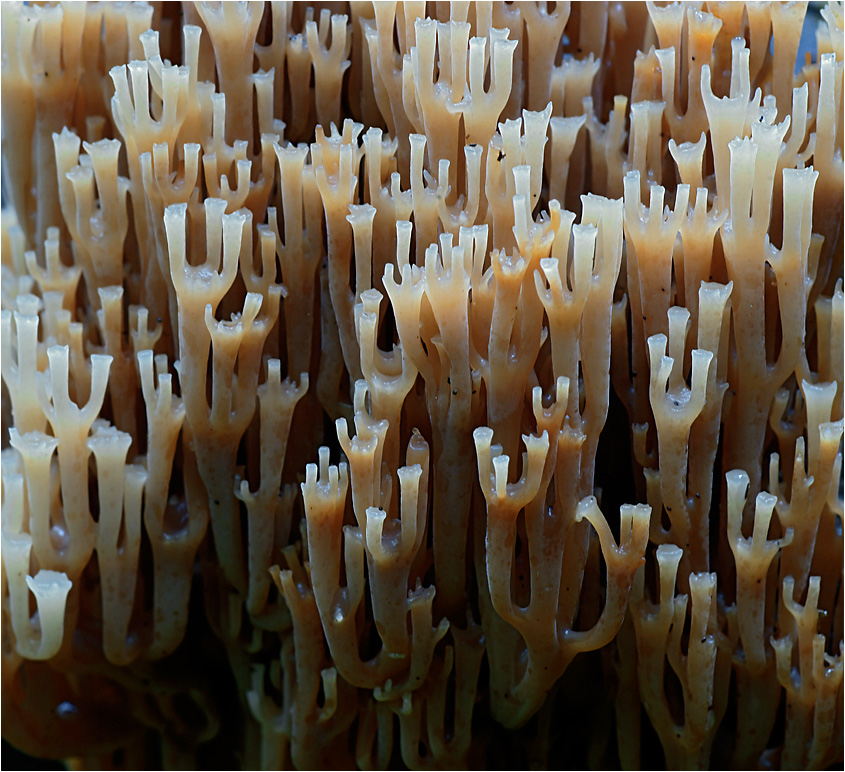 Ramaria sp. - Рогатик (гриб)