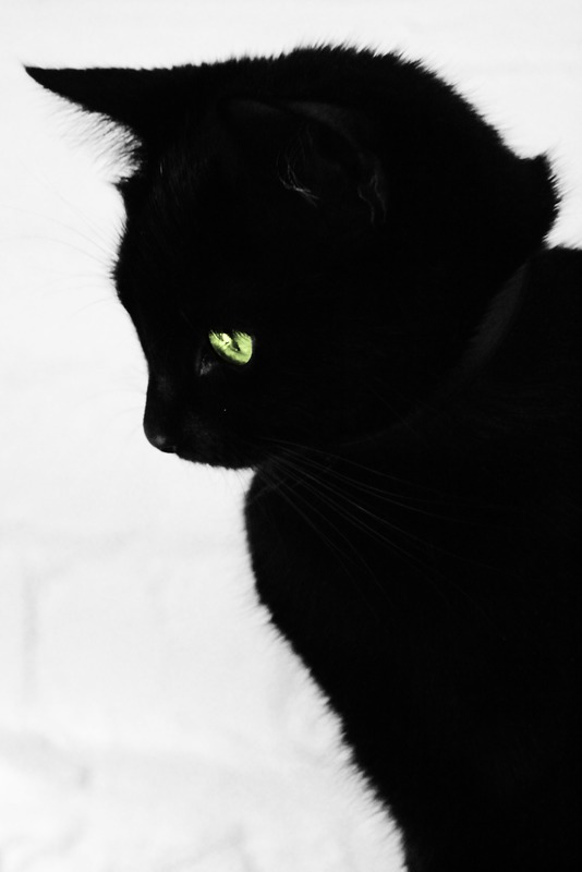 black_cat