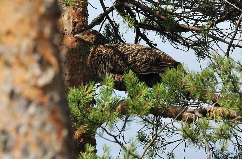 Глухарка