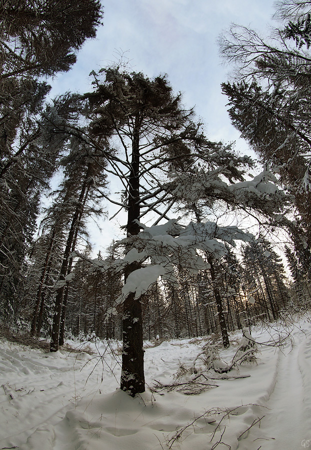 Декабрьский лес 1