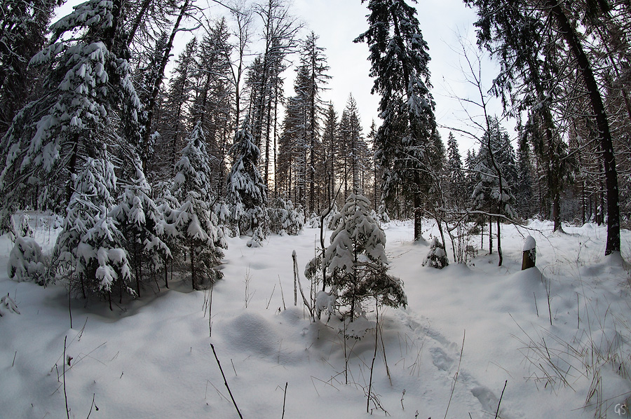 Декабрьский лес 2