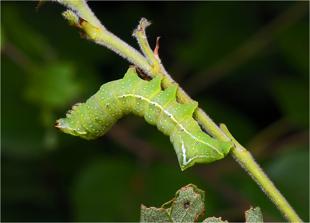 Amphipyra pyramidea - Совка пирамидальная