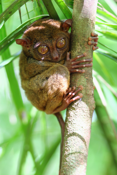 Tarsier