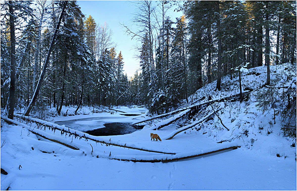 На водопой