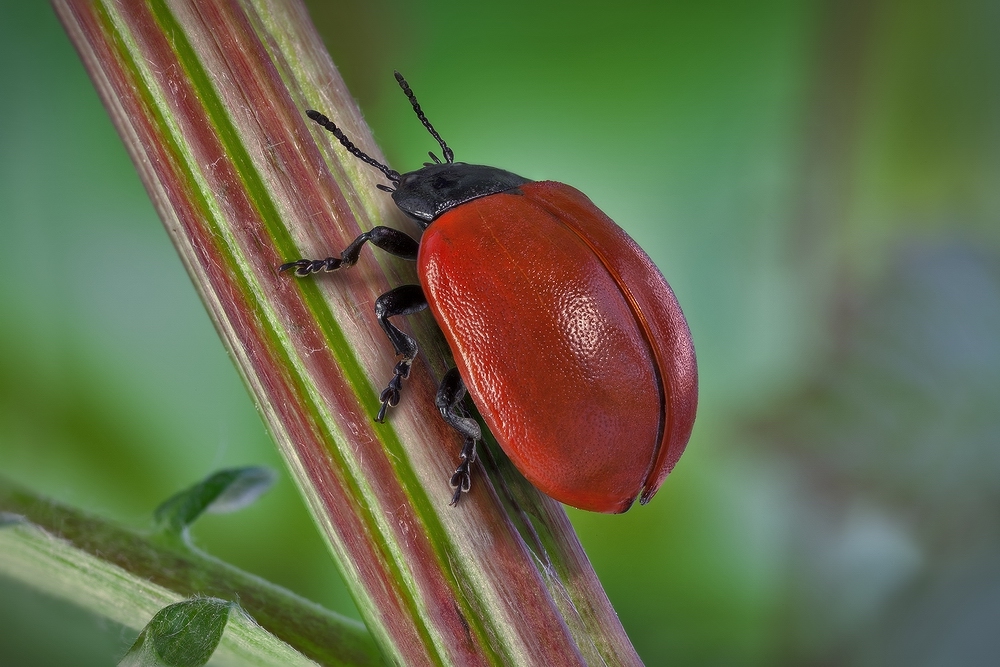 Chrysomela tremulae