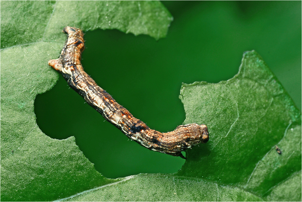 Ectropis crepuscularia - Пихтовая пяденица