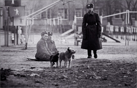 собачка на месте(с)