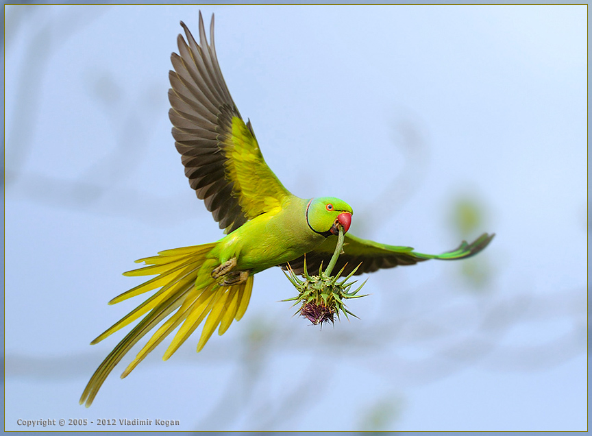 Rose-ringed Parakeet: портрет попугая с колючкой