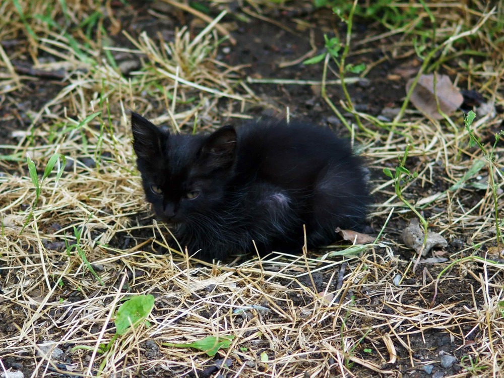 Я злой и страшный черный кот...