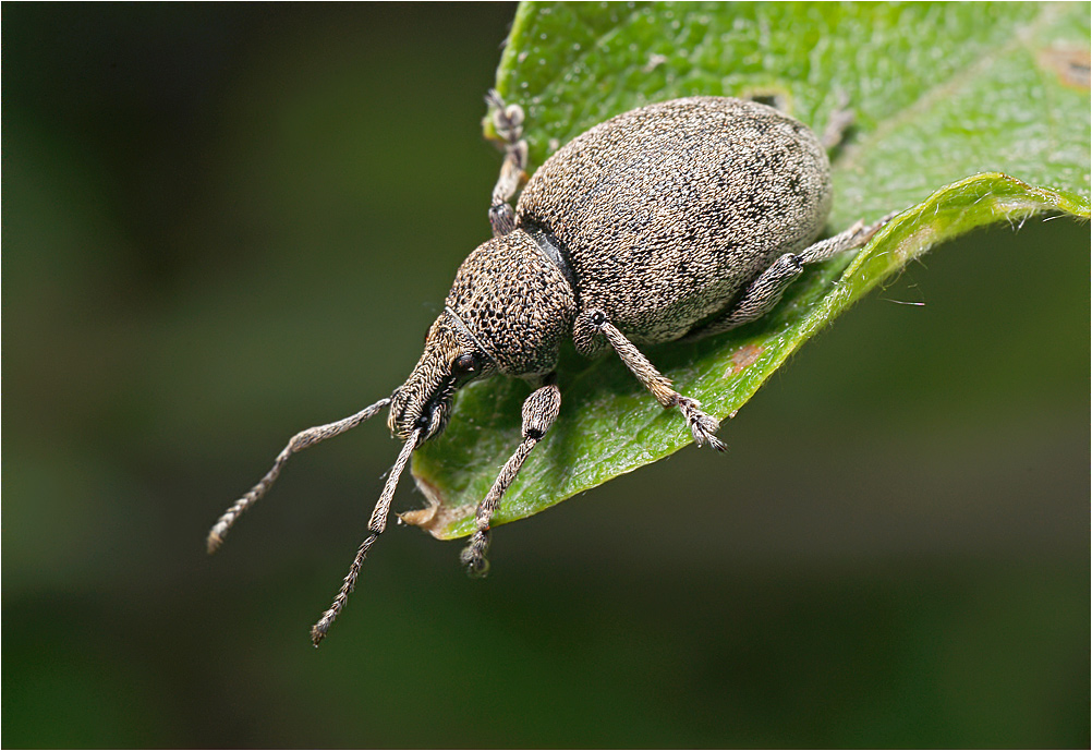 Otiorhynchus ligustici - Скосарь люцерновый.