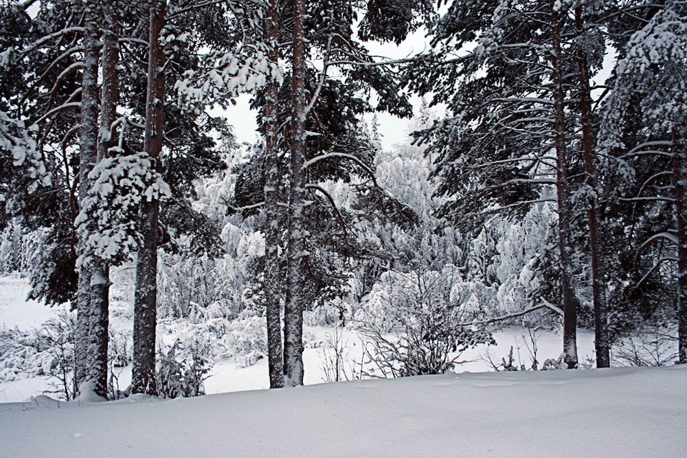 Зимний лес