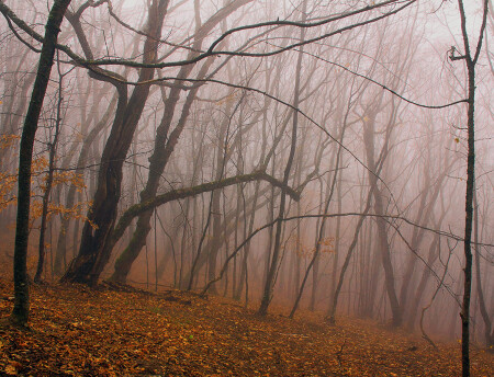 Осенний лес