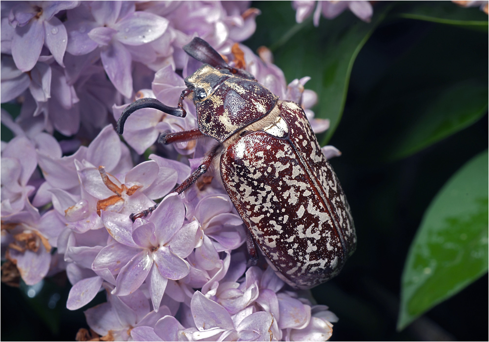 Polyphylla olivieri - Хрущ мраморный.