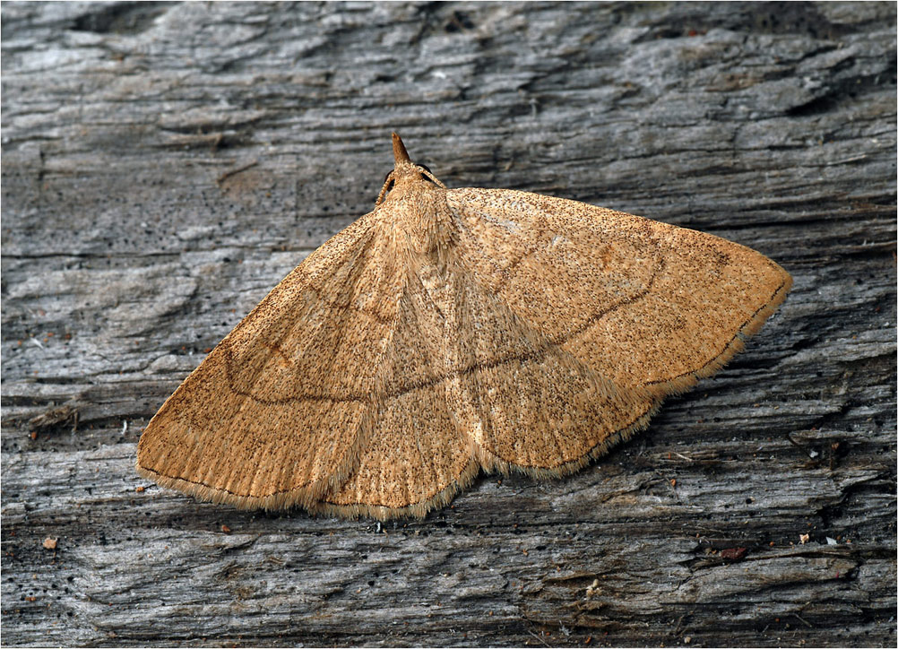 Trisateles emortualis - Совка-пяденица сероватая.