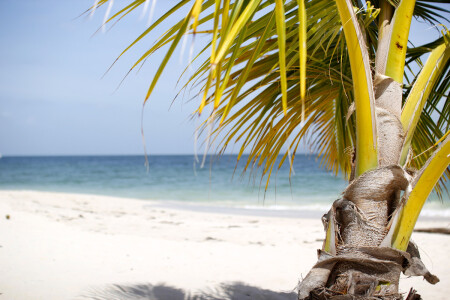 Bacardi Island Beach
