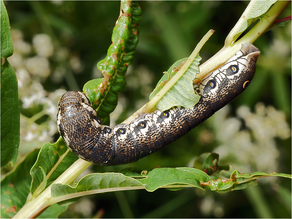 Proserpinus proserpina - гусеница Бражника прозерпина.